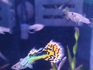 Live Bearers fish Guppies Guppies Guppies - Advert 2