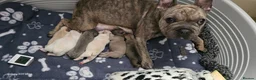 French Bulldog dogs for sale: French Bulldog  in Liverpool - Advert 12