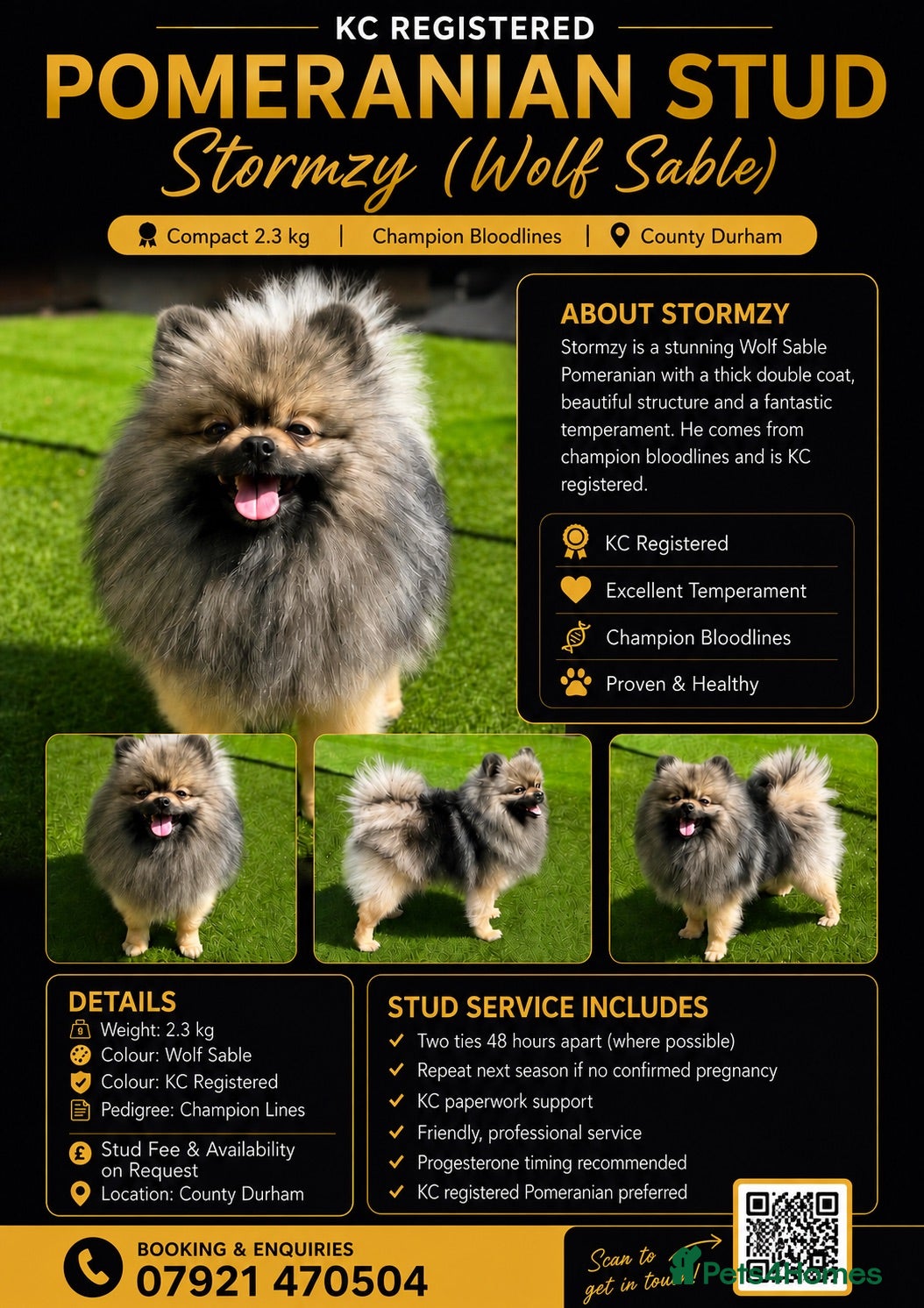 Pomeranian dogs STORMZY STUD  - Advert 7
