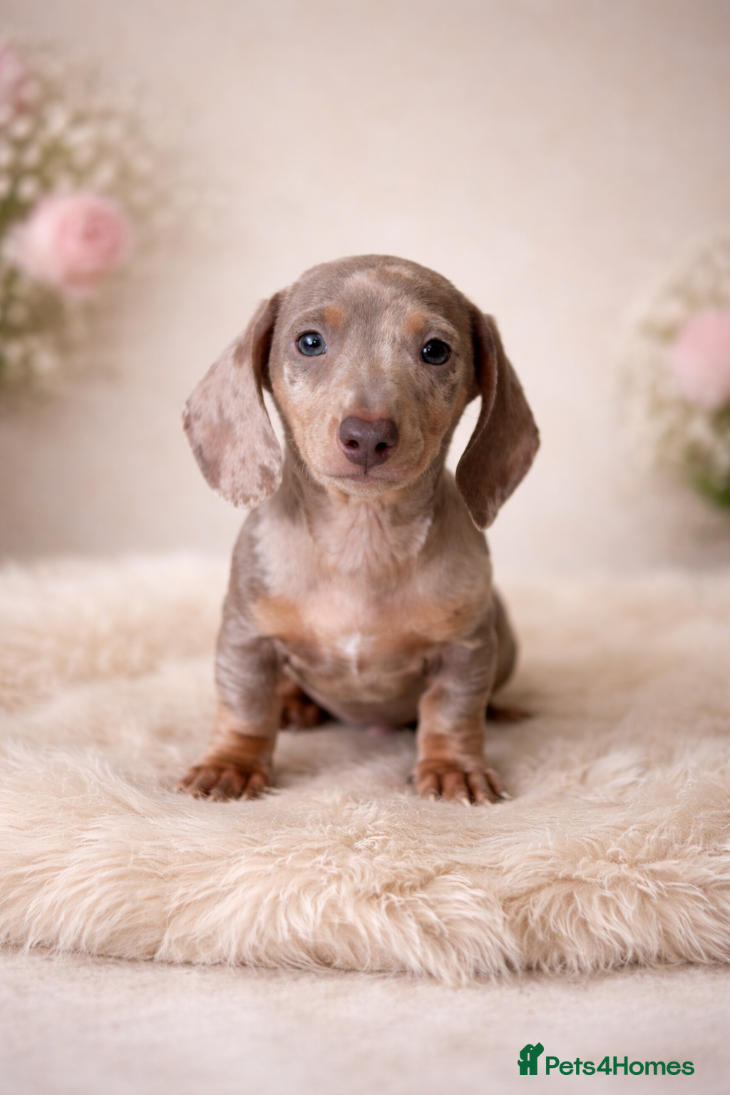 Miniature Dachshund dogs Kc health tested miniature dachshund pups - Advert 1