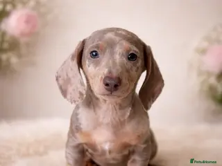 Miniature Dachshund dogs Kc health tested miniature dachshund pups - Advert 1