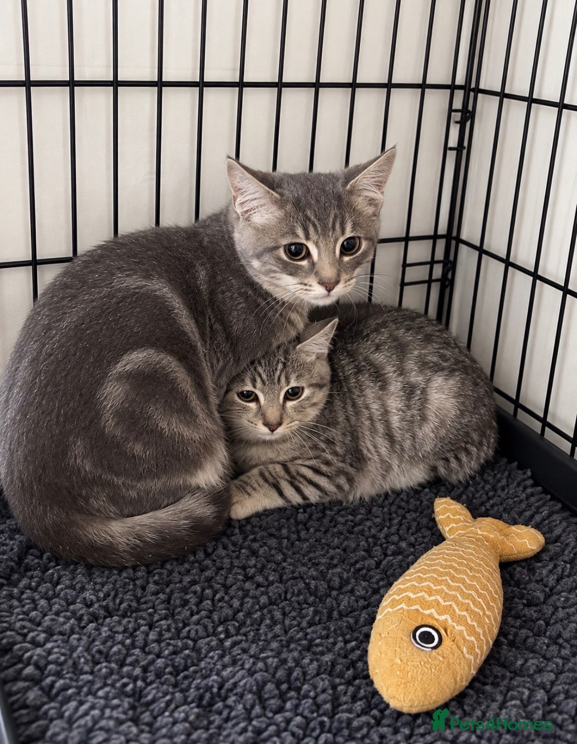 Mixed Breed cats for sale: Bengal X ragdoll  - Advert 2