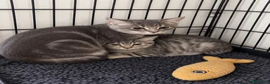 Tabi