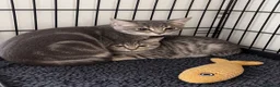 Mixed Breed cats for sale: Bengal X ragdoll  - Advert 2