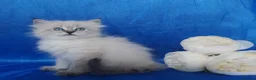 Siberian cats for sale: Siberian Kittens For Sale  - Advert 11