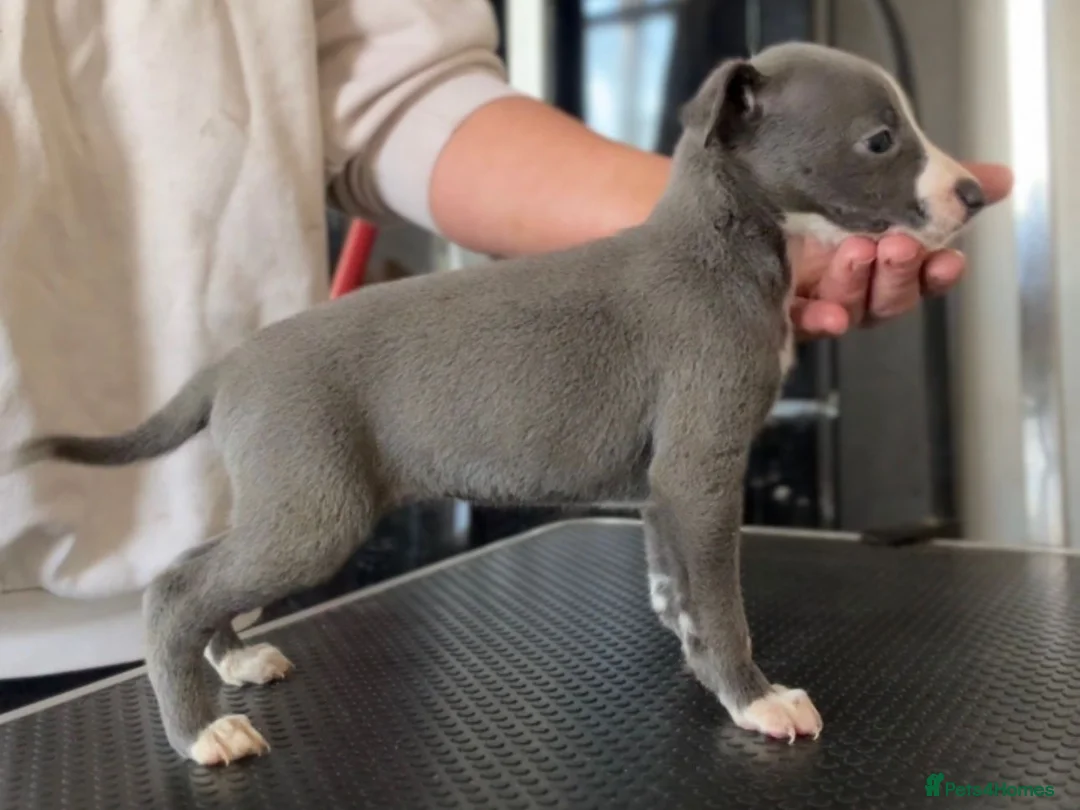 Whippet dogs for sale: Kc whippets  - Advert 11