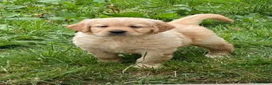 Golden Retriever 5
