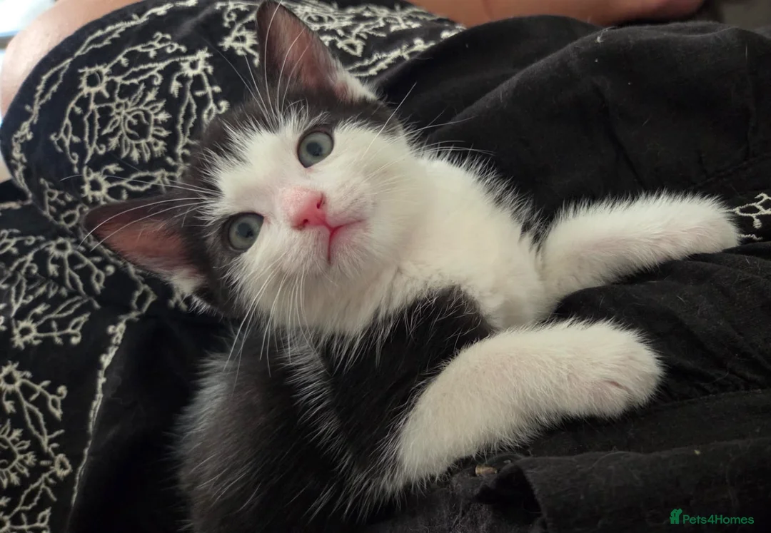 Mixed Breed cats for sale: 4 kittens  in London - Advert 12