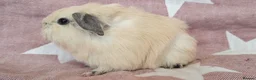 Guinea Pig rodents for sale: MEADOW SIDE CAVIES HEREFORDSHIRE  - Advert 3