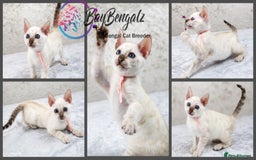 Bengal cats for sale: 1 Boy left, Bengal Snow kittens from RW TGC Sire - Image 10