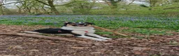 Border Collie dogs for sale: Border collie working dog  - Advert 1