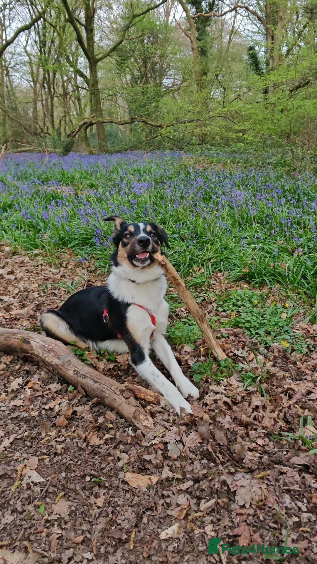 Border Collie dogs for sale: Border collie working dog  - Advert 1