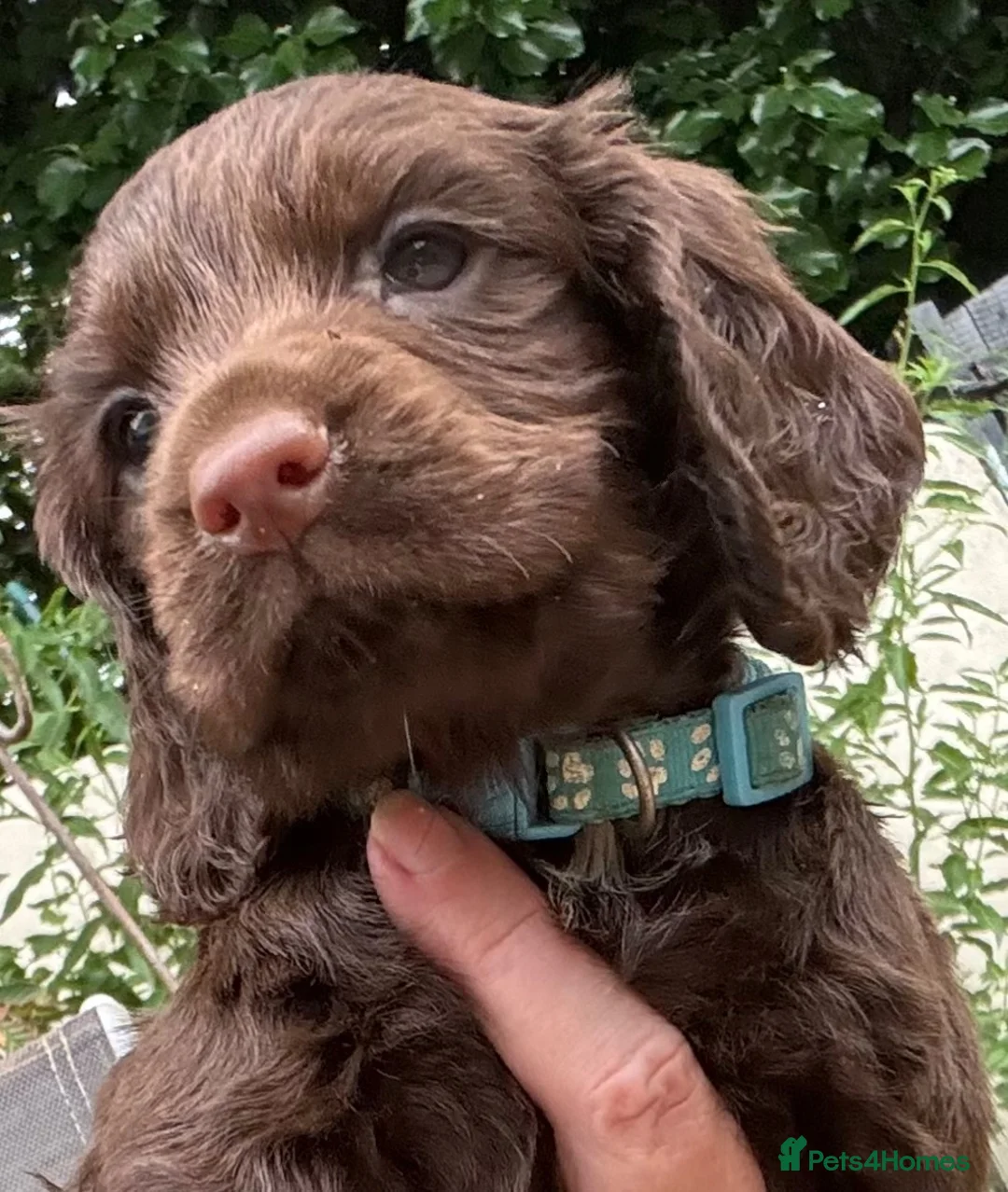 Cocker Spaniel dogs for sale: Cocker Spaniel Puppies - Advert 2