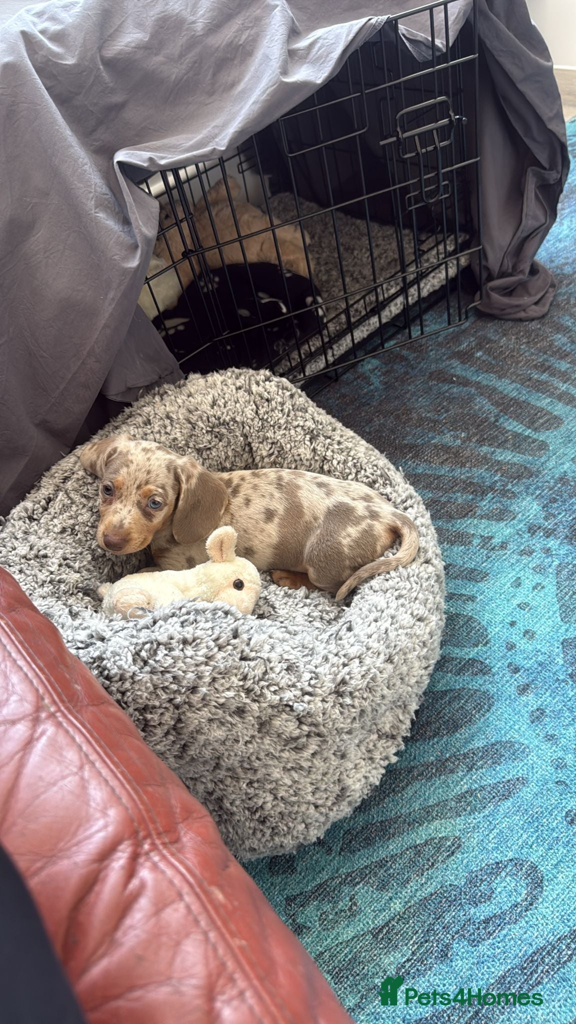 Miniature Dachshund dogs Miniature Dapple Isabella and Tan BOY - Advert 2