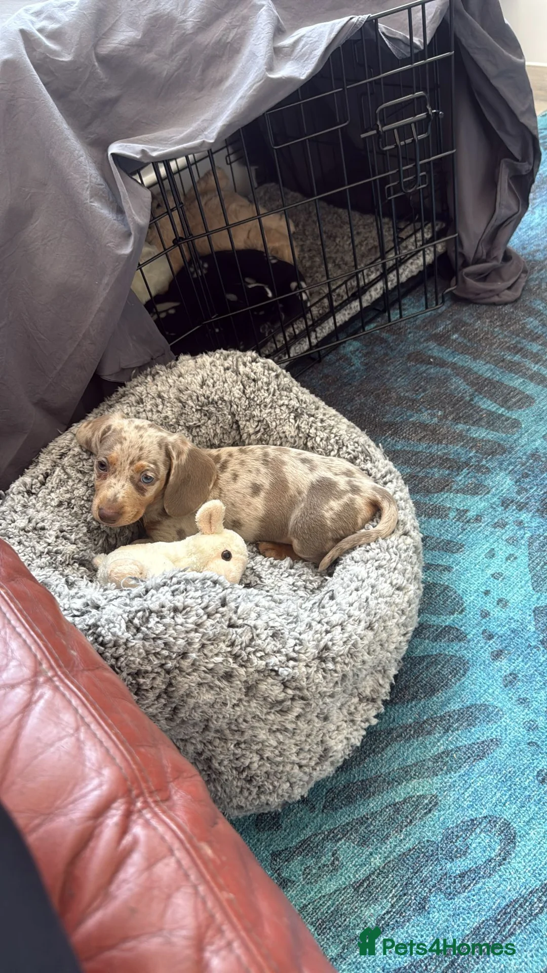 Miniature Dachshund dogs for sale: Miniature Dapple Isabella and Tan BOY - Advert 2