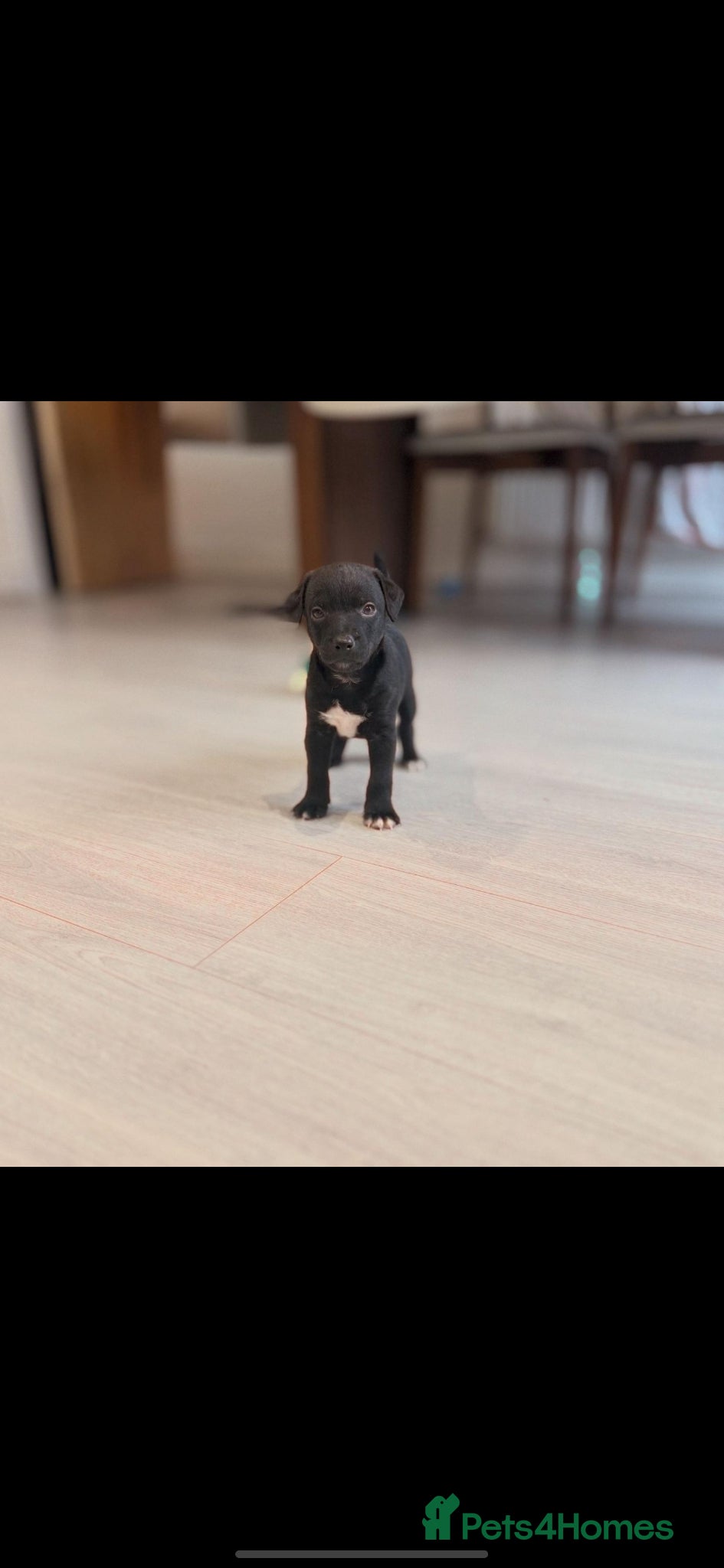 Patterdale Terrier dogs 1 FEMALE LEFT Patterdale babies - Advert 1