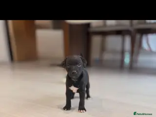 Patterdale Terrier dogs 1 FEMALE LEFT Patterdale babies - Advert 1