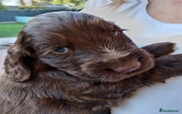 Cocker Spaniel dogs for sale: Pedigree Show Cocker Spaniel - Image 1