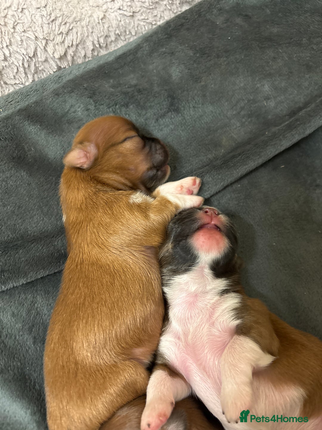 Lhasa Apso dogs for sale: KC registered Lhasa Apso puppies - Image 6