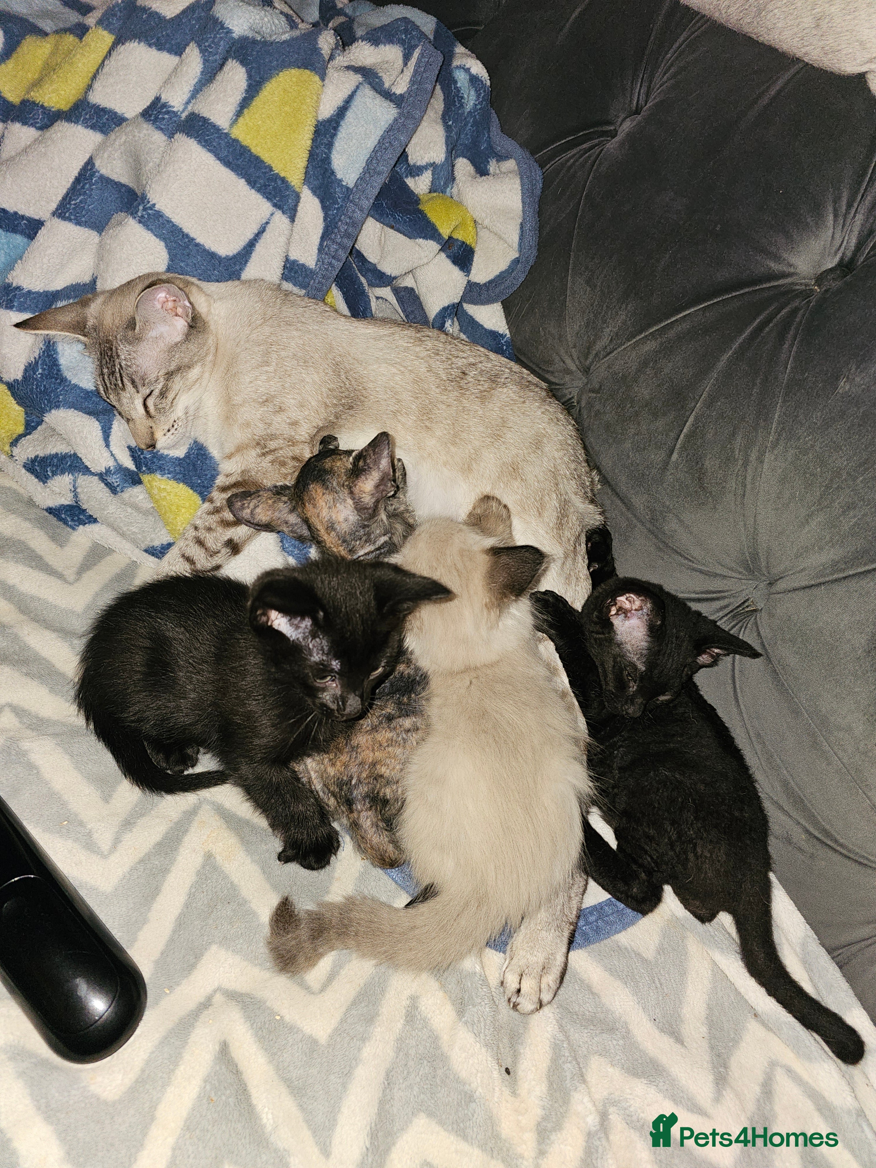 Siamese cats Siamese x Sphynx kittens 9 weeks old - Advert 1