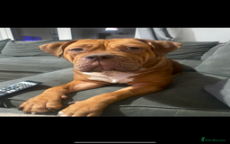 Mixed Breed dogs for sale: Beautiful Girl, sad circumstances  - Advert 6