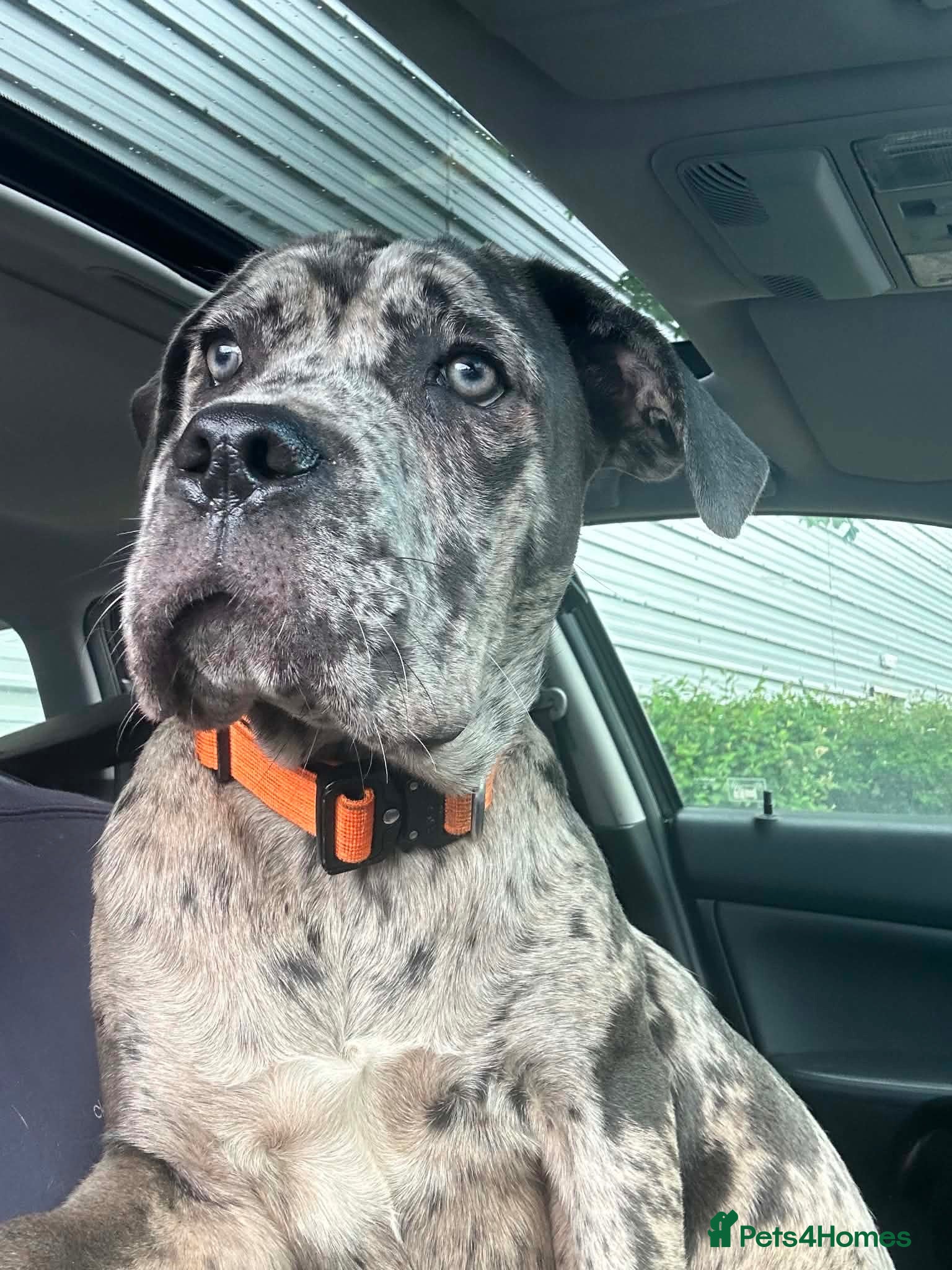 Cane Corso dogs 6 month old merele cane corso  - Advert 4