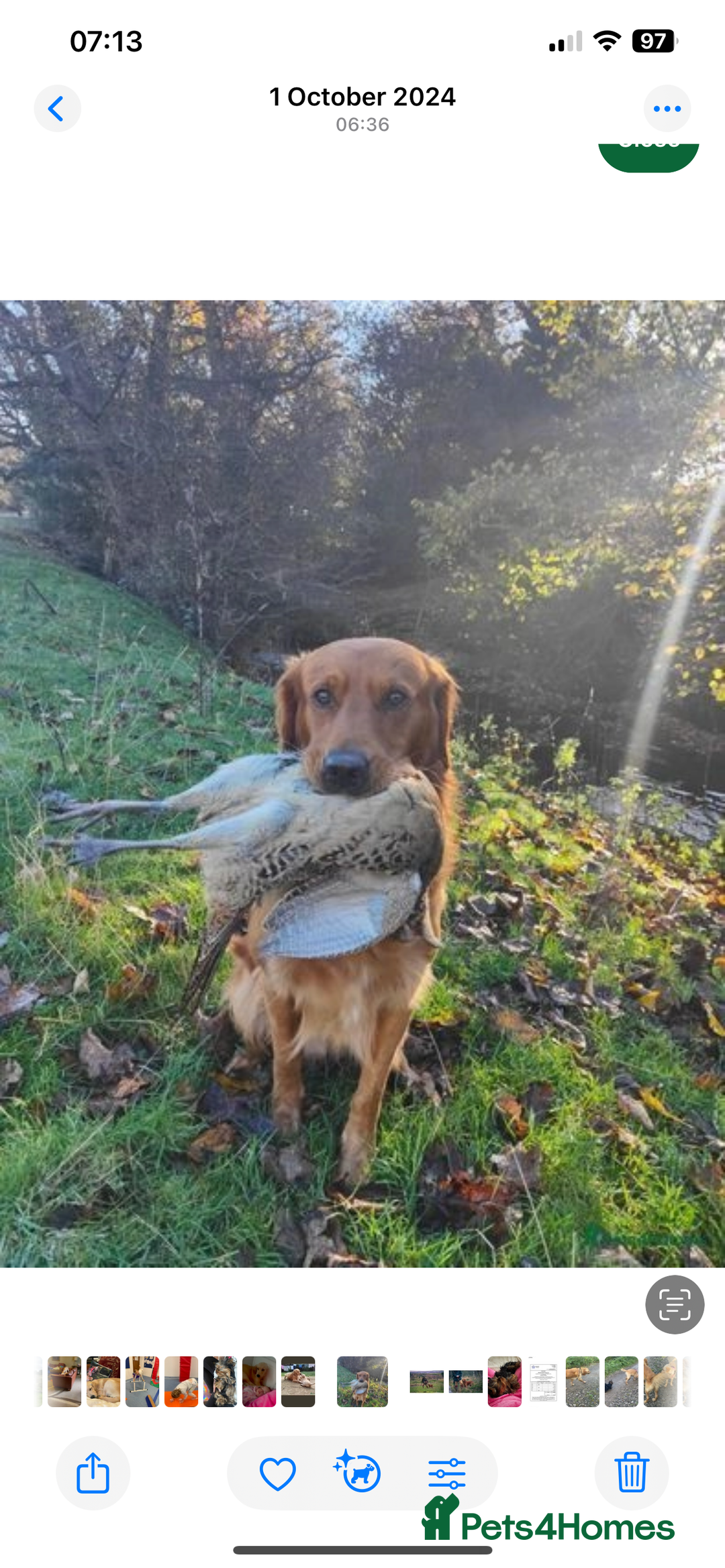 Golden Retriever dogs for sale: Absolutely stunning pedigree little boy  - Image 9