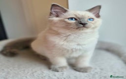 Ragdoll cats for sale: 💙🏆 1 x Beautiful Blue Ragdoll Boy Remaining 💙🏆 in Colwyn Bay - Image 2