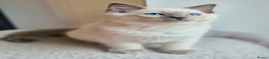 Blue point Kitten 4
