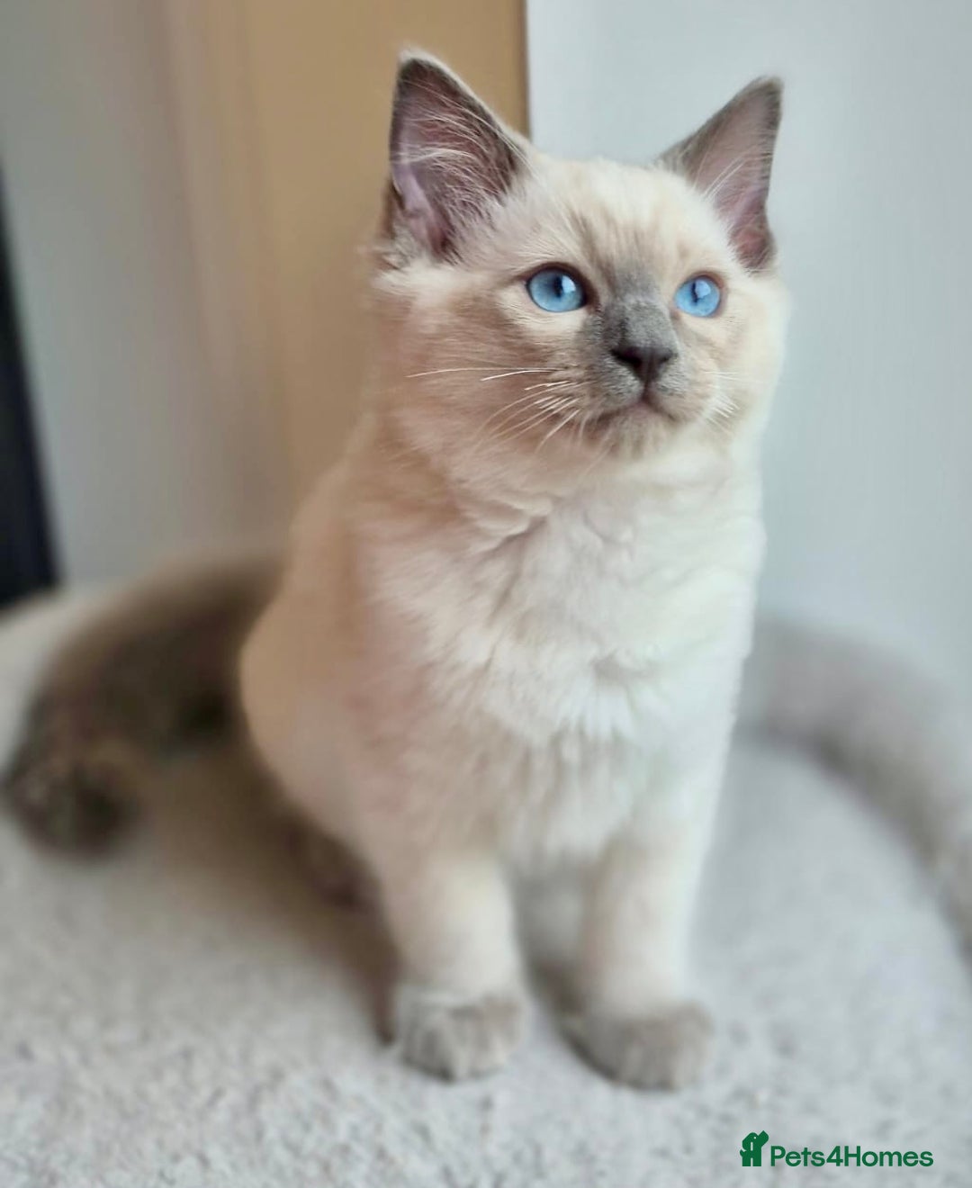 Ragdoll cats for sale: 💙🏆 1 x Beautiful Blue Ragdoll Boy Remaining 💙🏆 in Colwyn Bay - Image 2