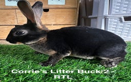 Rex rabbits for sale: Black and Tan Mini Rex  - Image 27