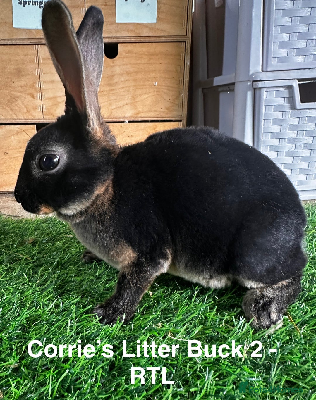 Rex rabbits for sale: Black and Tan Mini Rex  - Image 27