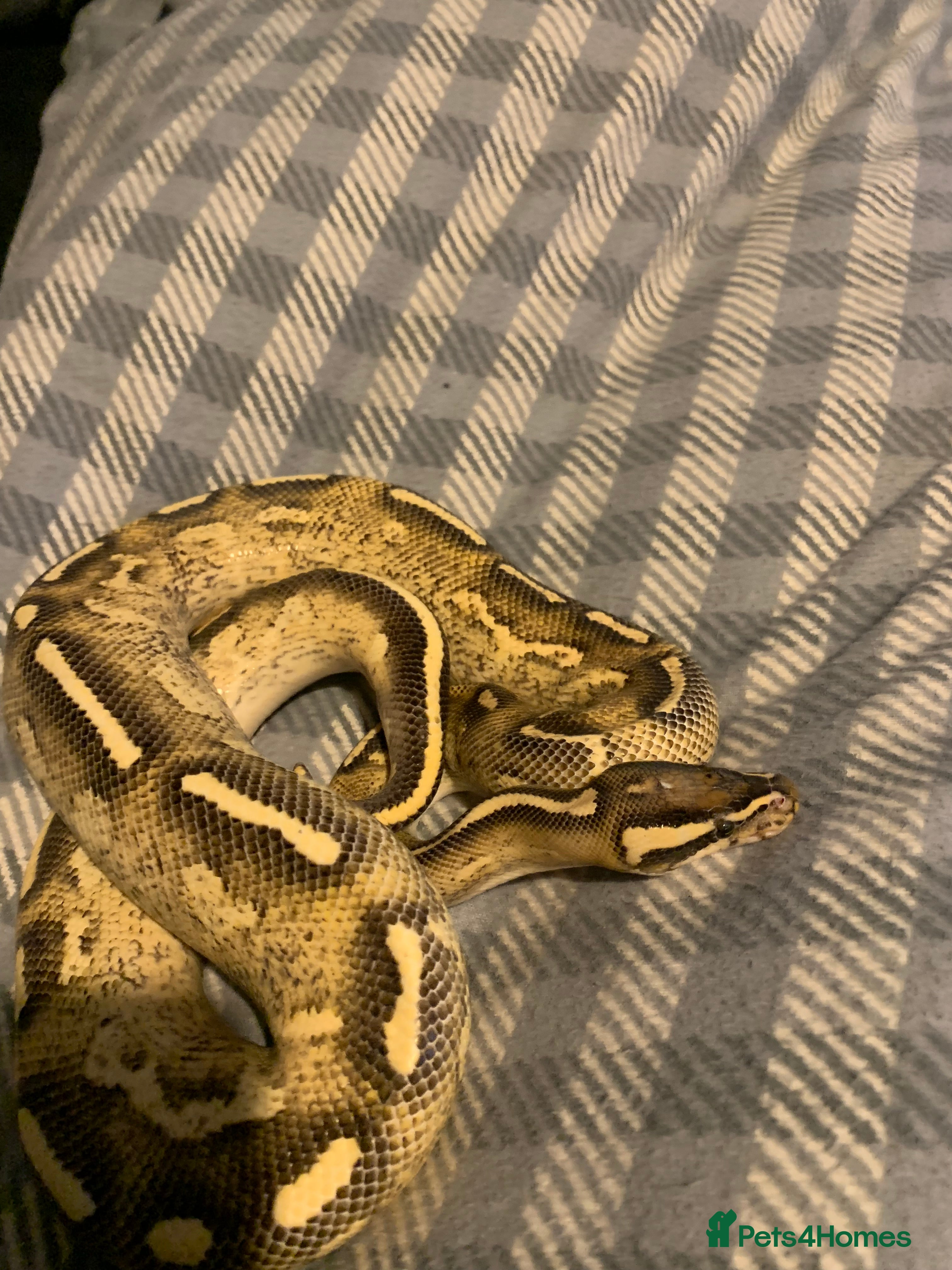 Python Snake reptiles Super gravel with set up - Advert 17