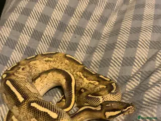 Python Snake reptiles Super gravel with set up - Advert 21