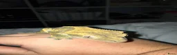 Gecko reptiles for sale: Crested gecko and Chahoua gecko - Advert 1