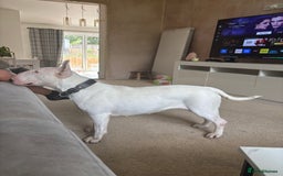 English Bull Terrier dogs for sale: Quality English bull terrier .  - Image 9