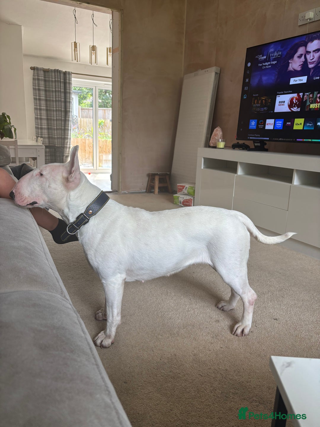 English Bull Terrier dogs for sale: Quality English bull terrier .  - Image 9