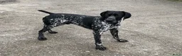 German Shorthaired Pointer dogs for sale: Bred for Temperament and working - Advert 5