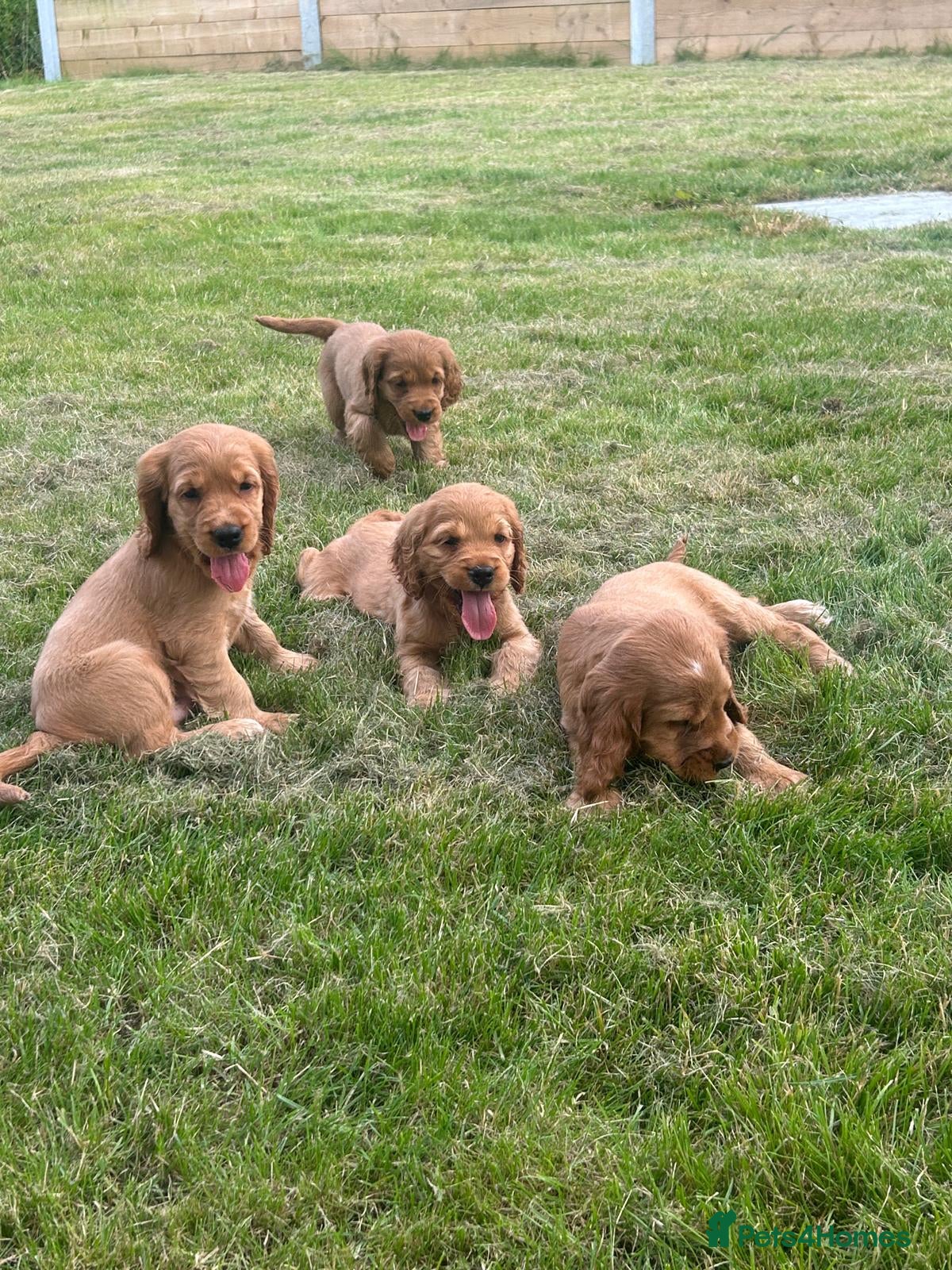 Cocker Spaniel dogs Golden Show type Cocker Spaniel puppies - Advert 2
