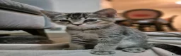 British Shorthair cats for sale: CUTE KITTENS - Advert 30