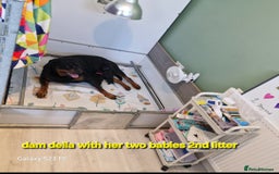 Rottweiler dogs for sale: (KC) REX & DELLAS FINAL LITTER OF QUALITY PUPS - Image 29