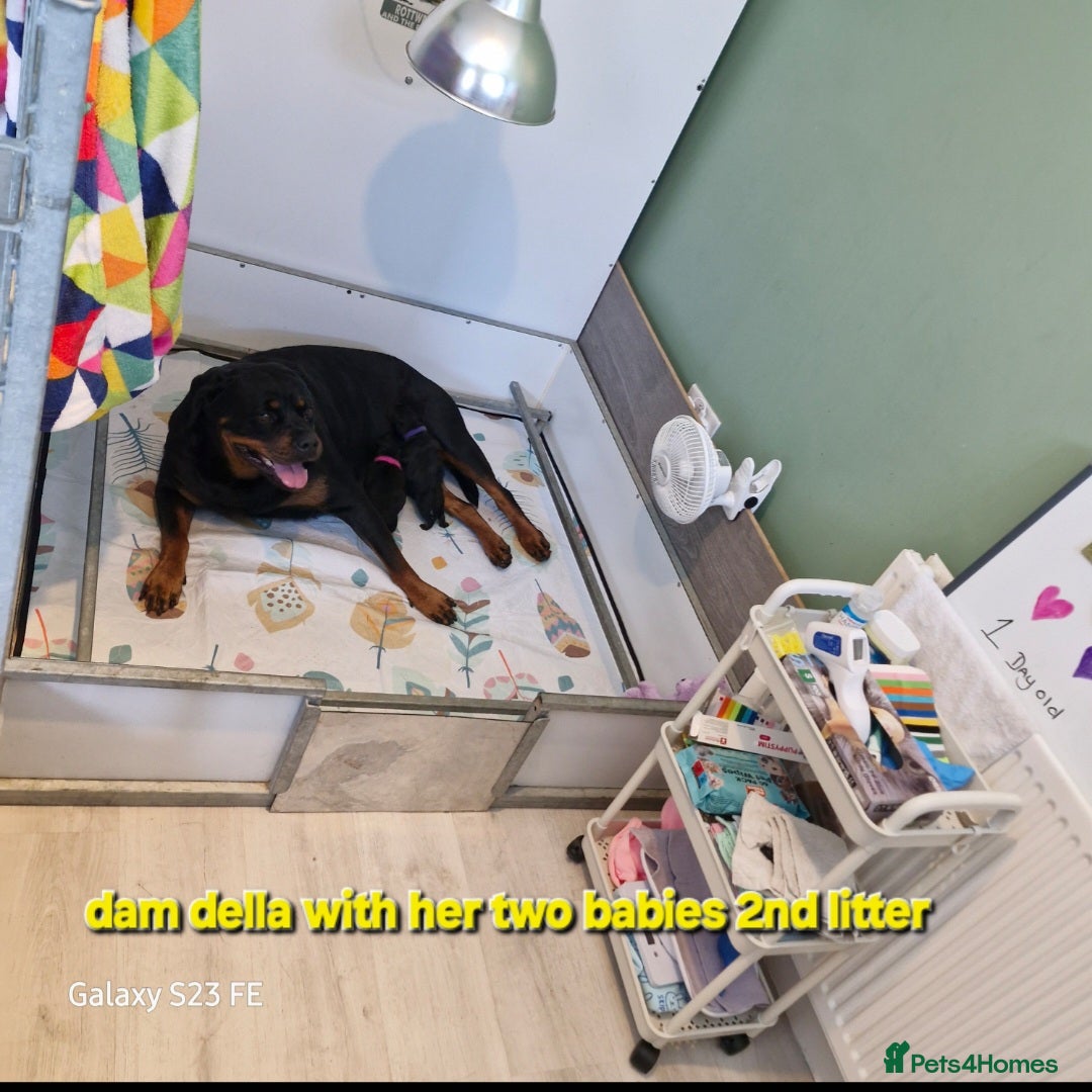 Rottweiler dogs for sale: (KC) REX & DELLAS FINAL LITTER OF QUALITY PUPS - Image 29