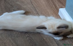Ragdoll cats for sale: Kitty Ragdoll  - Image 9