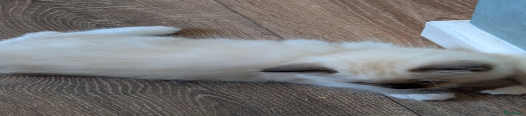 Ragdoll Kitten 1