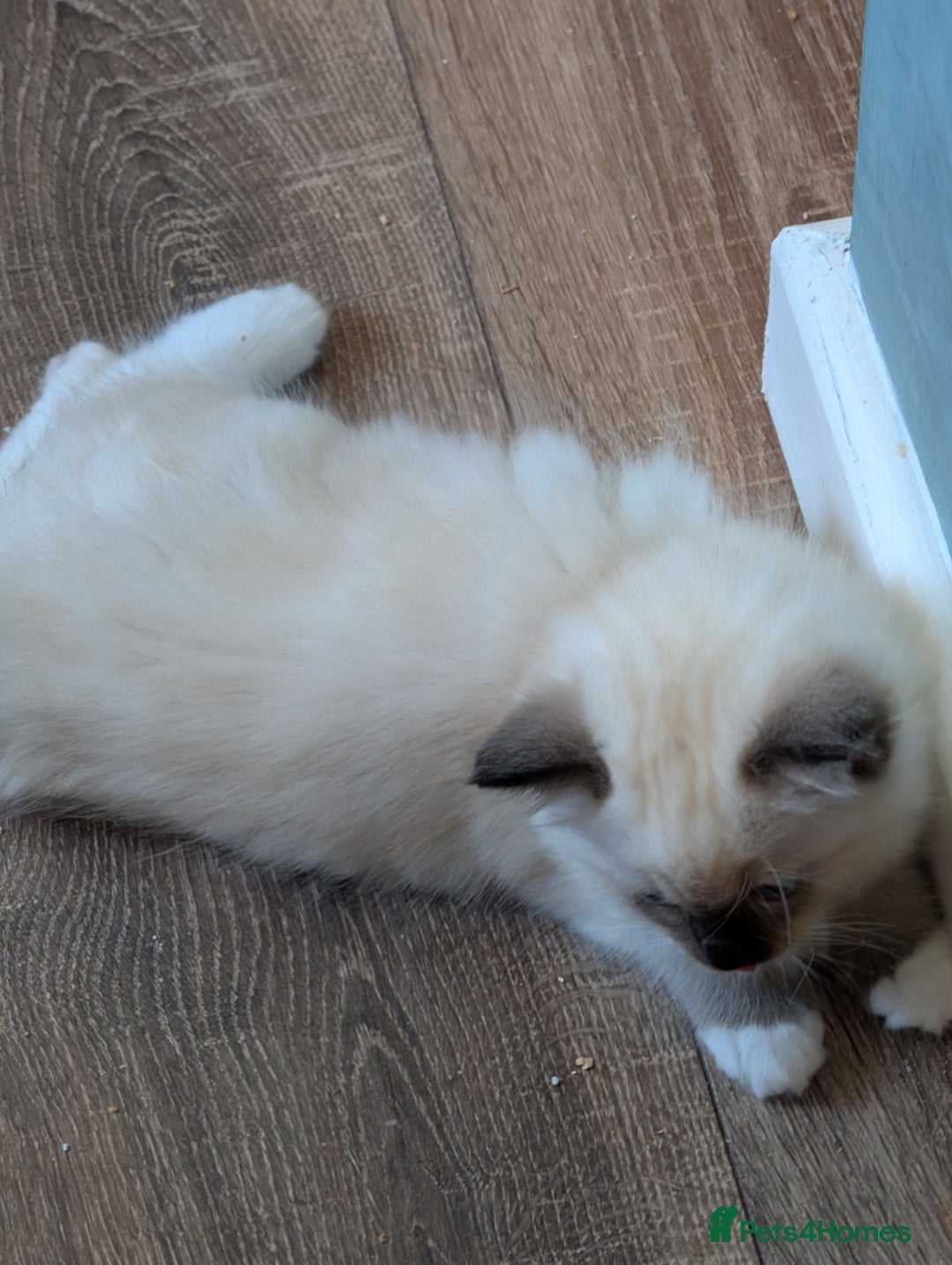Ragdoll cats for sale: Kitty Ragdoll  - Image 9