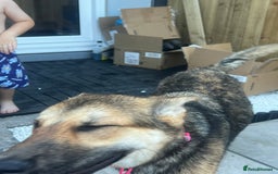 German Shepherd dogs for sale:  9 Month Old Pup Ready for His Forever Home  - Image 4