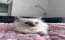 Ragdoll cats for sale: homes raised beautiful Rag dolls kitties - Advert 8