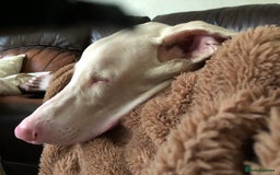 Dobermann dogs for sale: Male cream tan Doberman  - Advert 2