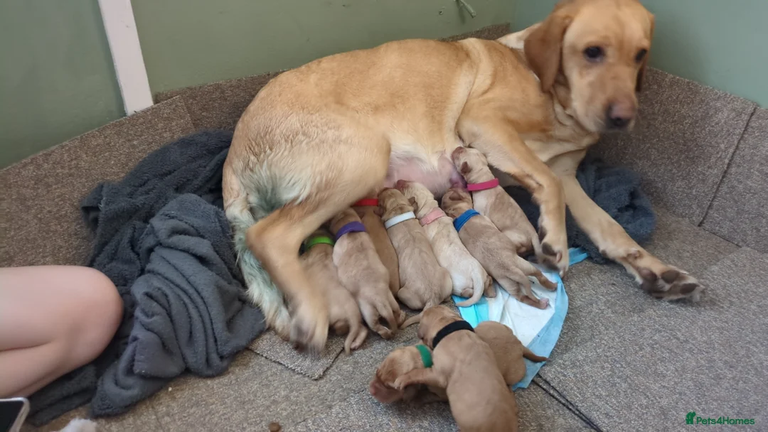 Labrador Retriever dogs for sale: Chunky Labrador puppies  in Wrexham - Advert 3