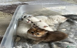 British Longhair cats for sale: Stunning British Longhair Kittens Ready to collect - Image 3